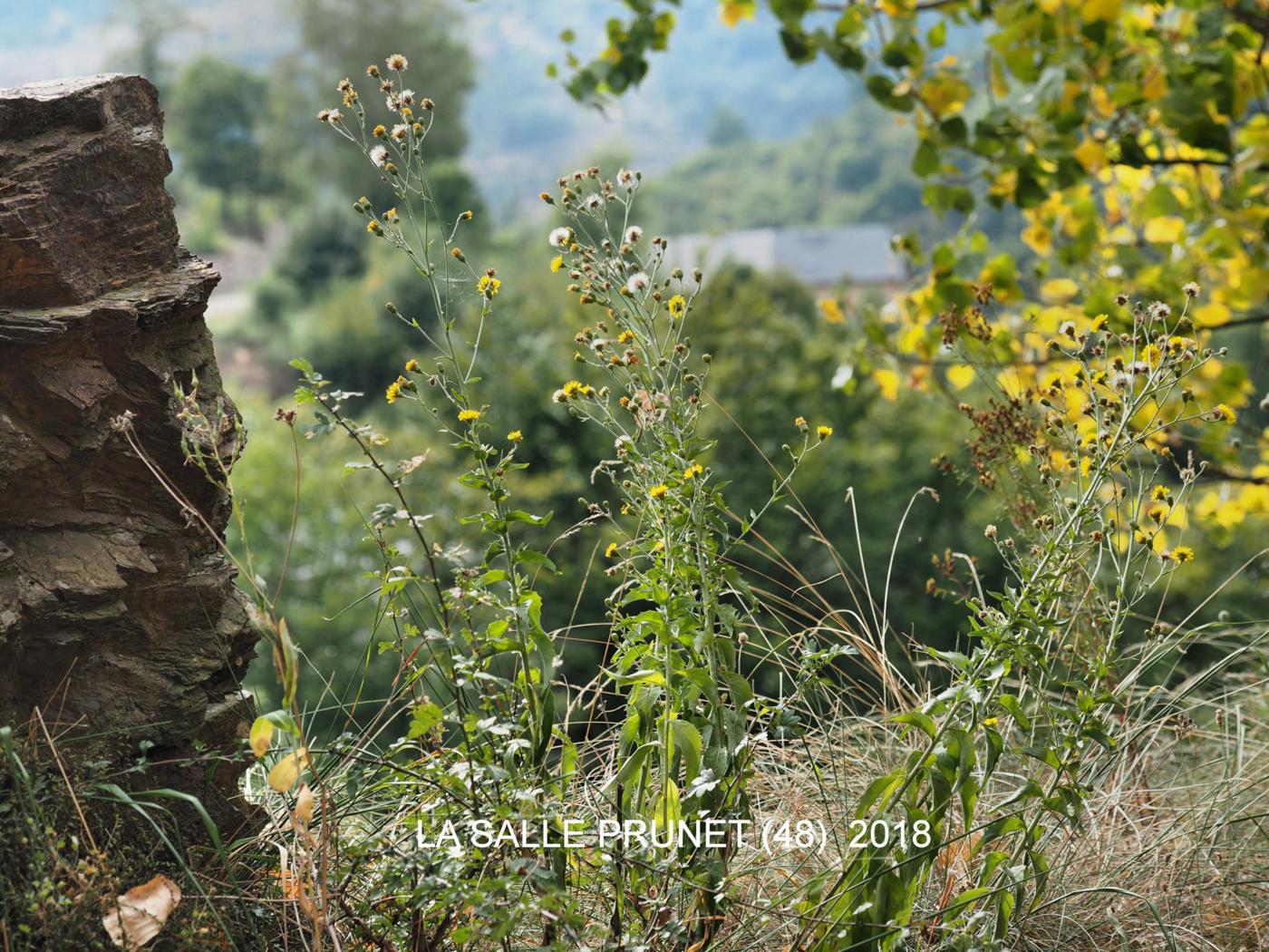 Hawkweed, (of Turin) plant